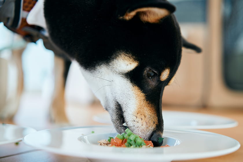 ペット専用特別コース料理