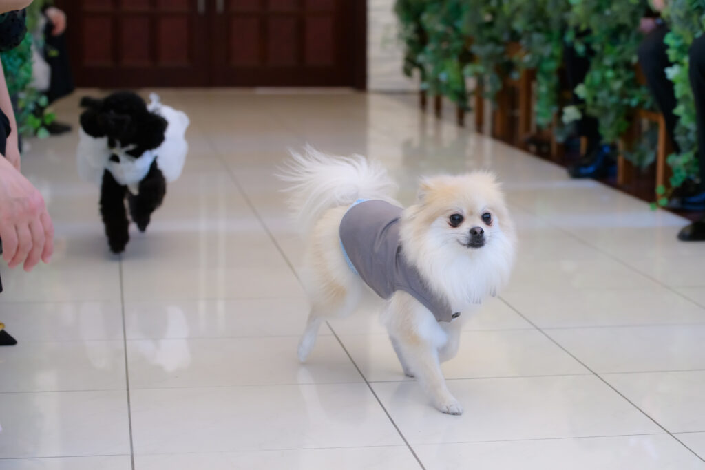 ふたりの指輪を運んだのは、わんこたち🐾