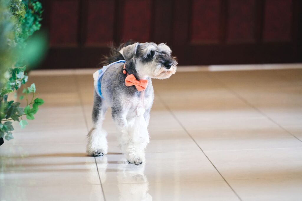 愛犬が指輪を運んで誓いのキスにも参加🐾